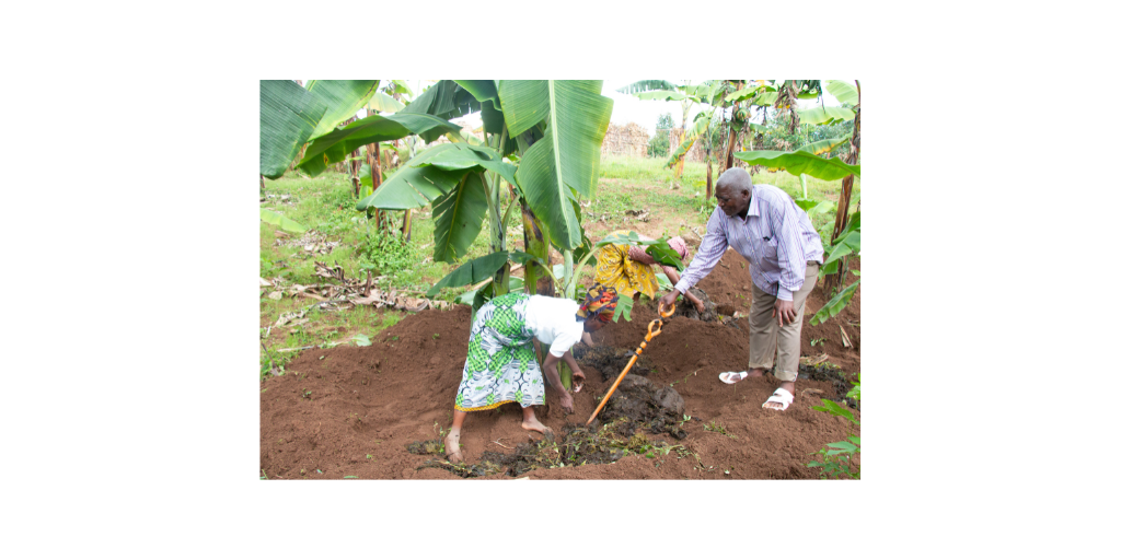 Banana trees and farmers