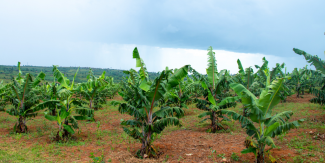 Banana trees