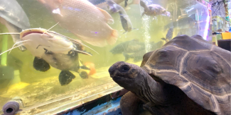 animals at the aquarium